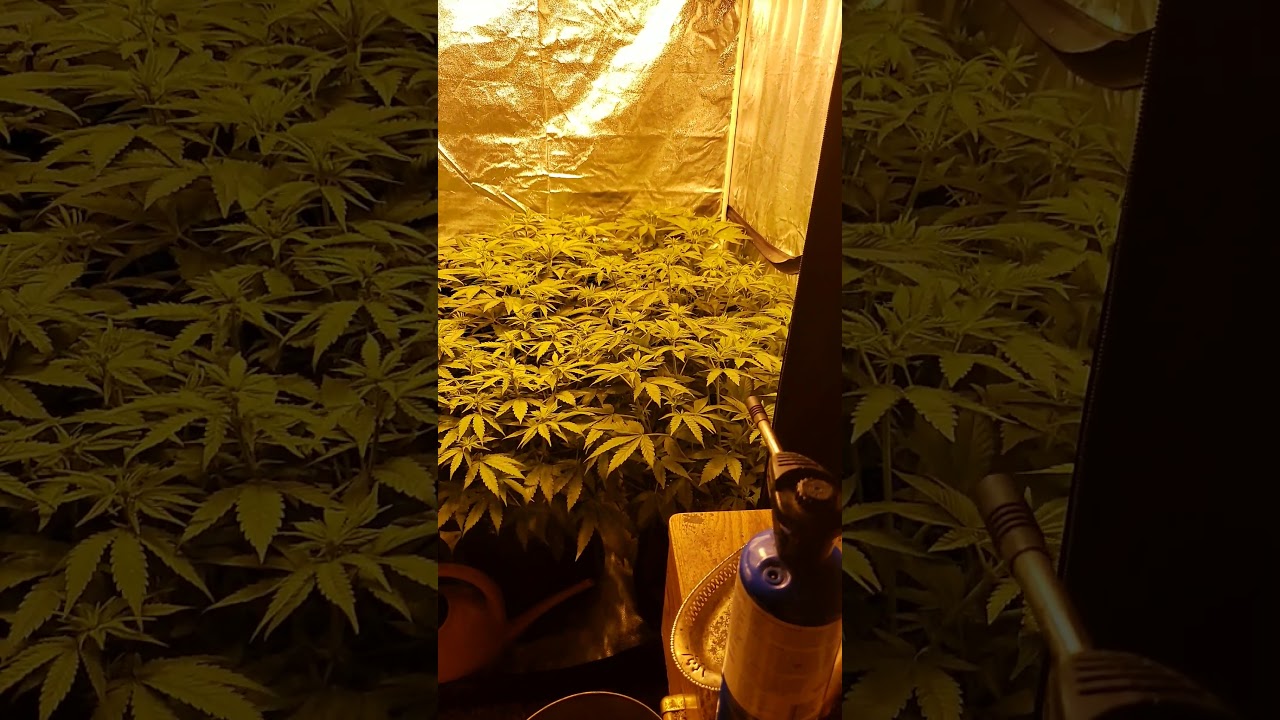 2nd week of flower skunk hero