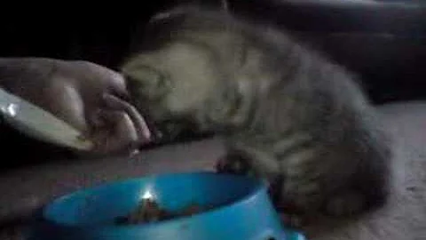 Video 718851: british shorthair cat kitten, british shorthair kittens eating, british shorthair blue kitten, cat kitten eating food