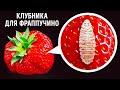 Красные жуки в вашем фраппучино: миф или правда?