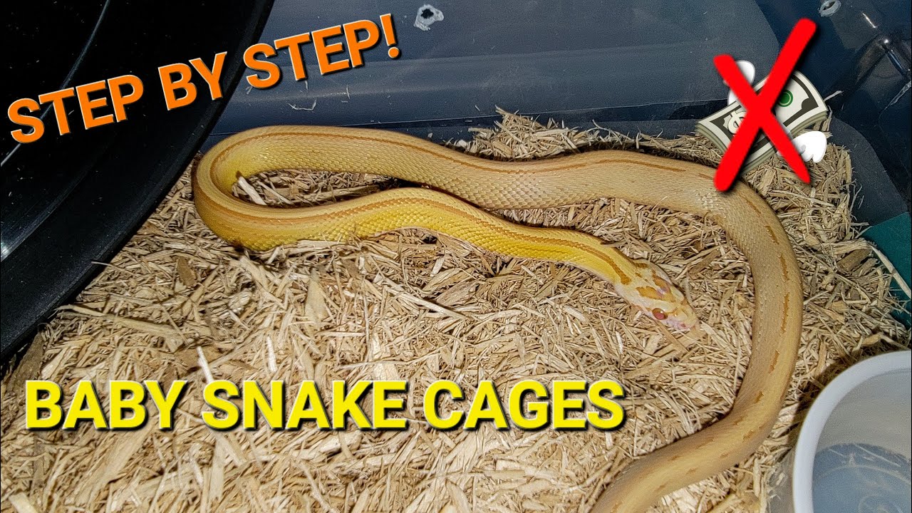 Setting Up Baby Bins for Corn Snakes! Budget Temporary caging for