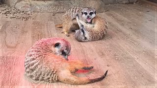 Весна. Сурикаты весело играются! Spring. Meerkats have fun playing!