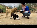 Grow more vegetables, tubers, fruits, take care of pets, king kong amazon, Ep 323