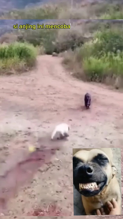Anjing dan babi hutan adu kekuatan 😱😂😂 #funny #anjinglucu #babiliar