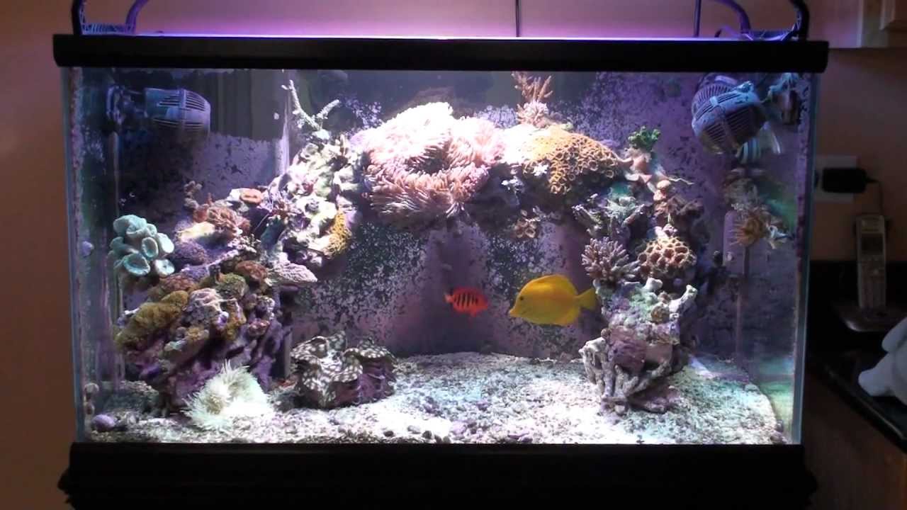 Salty Reefer 65 Gallon Reef Aquarium 04.18.2011 YouTube