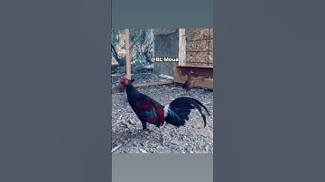 Kuv tus lau qaib qus no zoo nraug kawg / my red junglefowl