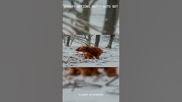 POCKET OPTION BOT 2025: This Telegram Bot Has NEVER Lost a Trade (See For Yourself) #shorts