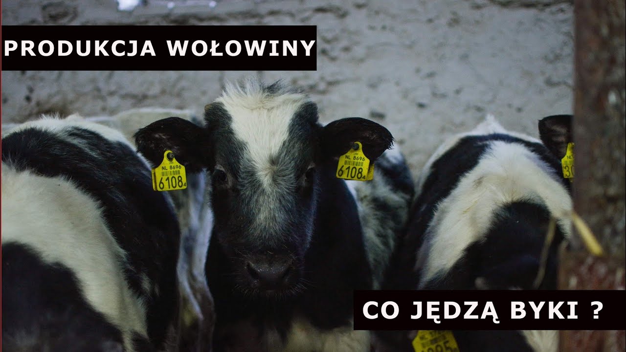 ŻYWIENIE BYDŁA OPASOWEGO - TMR od kuchni