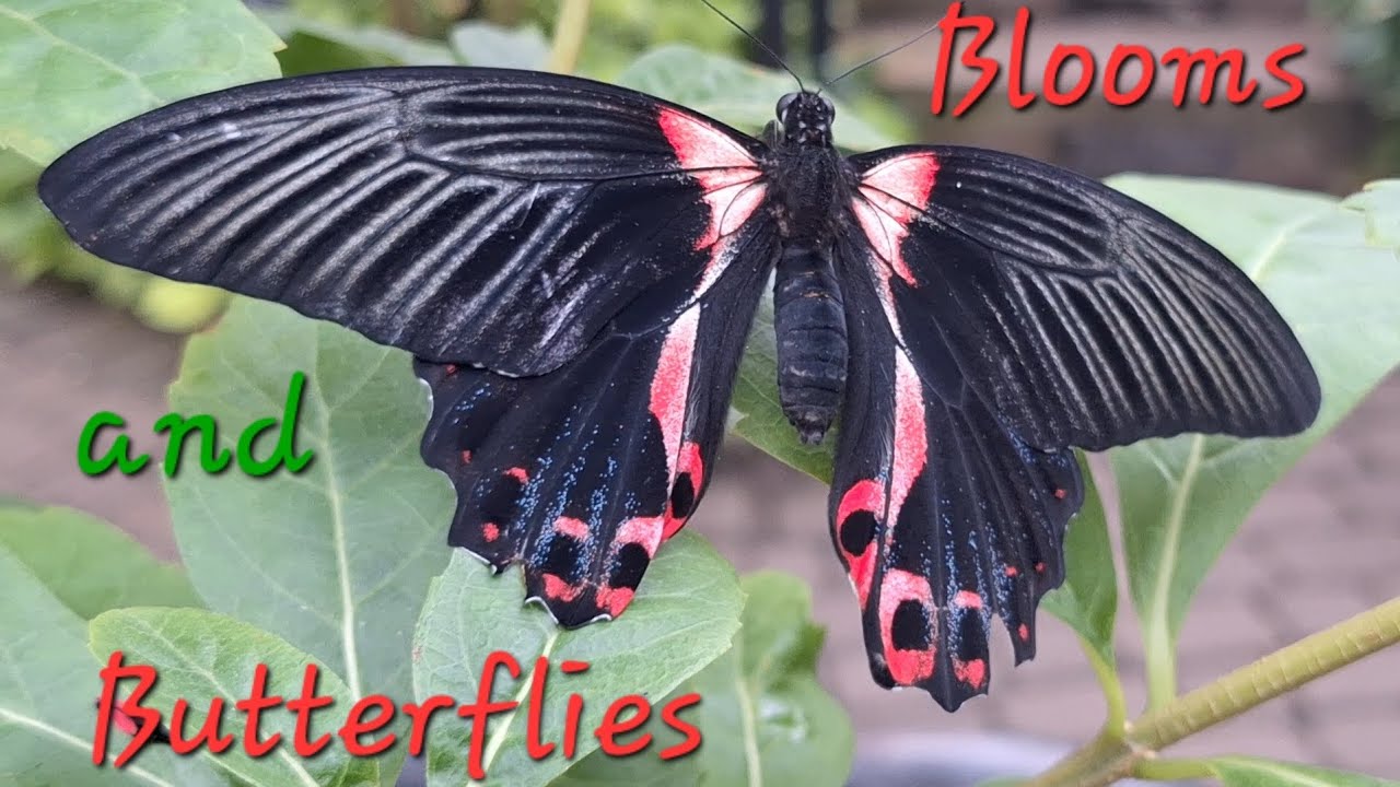 Exotic Butterflies Exhibition 🦋 in the Pacific Island Water Garden 