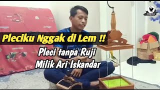 Cara menjinakkan pleci sampai viral pleci gacor tanpa Ruji
