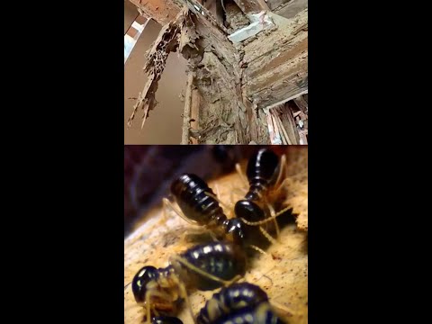 Видео: Как убивать термитов в шпалах?