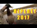 Охота на утку с мр-155 и спаниель видео 2017