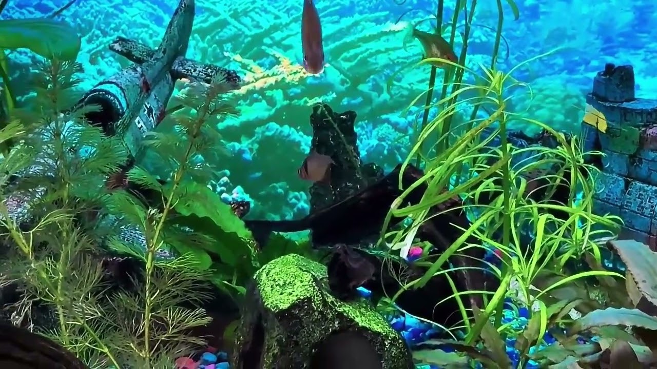 7 6 25   Sympa's Fish  -  Den freshwater tank