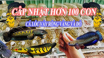 CẬP NHẬT SIÊU PHẨM BÁO GIÁ HƠN 100 CON CÁ LÓC VẢY RỒNG ĐỎ VÀ VÀNG  ĐẸP NHẤT THÁNG  #short #channa