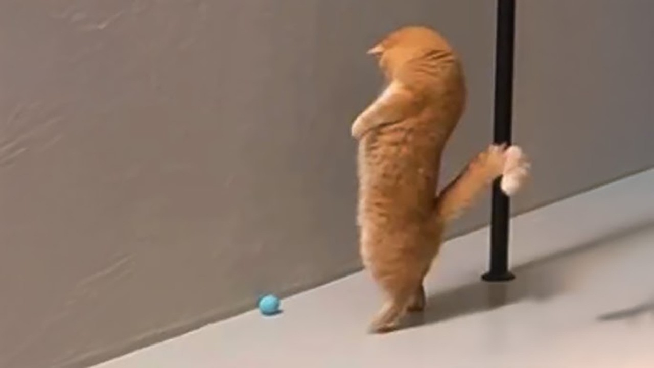 Can You Watch This Without Laughing? 🤣 #57