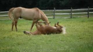 New Jersey Horse Farm