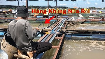 Câu Cá Tra , Cá Chép khủng Trên Bè Trúng Con Nước Cá Ăn Mạnh Giật Không Kịp | Trần Đại Fishing