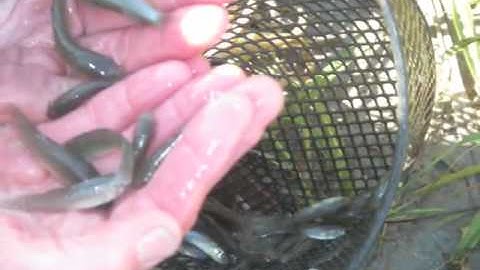 Fishing on Dewees Island on Vimeo
