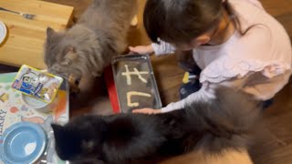 7歳の誕生日を祝われる猫 ラガマフィンA cat celebrating its 7th birthday. Ragamuffin