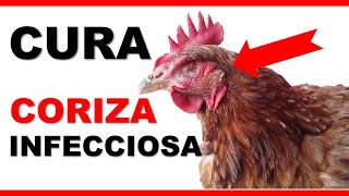 🐓Como curar enfermedad de CORIZA INFECCIOSA en pollos