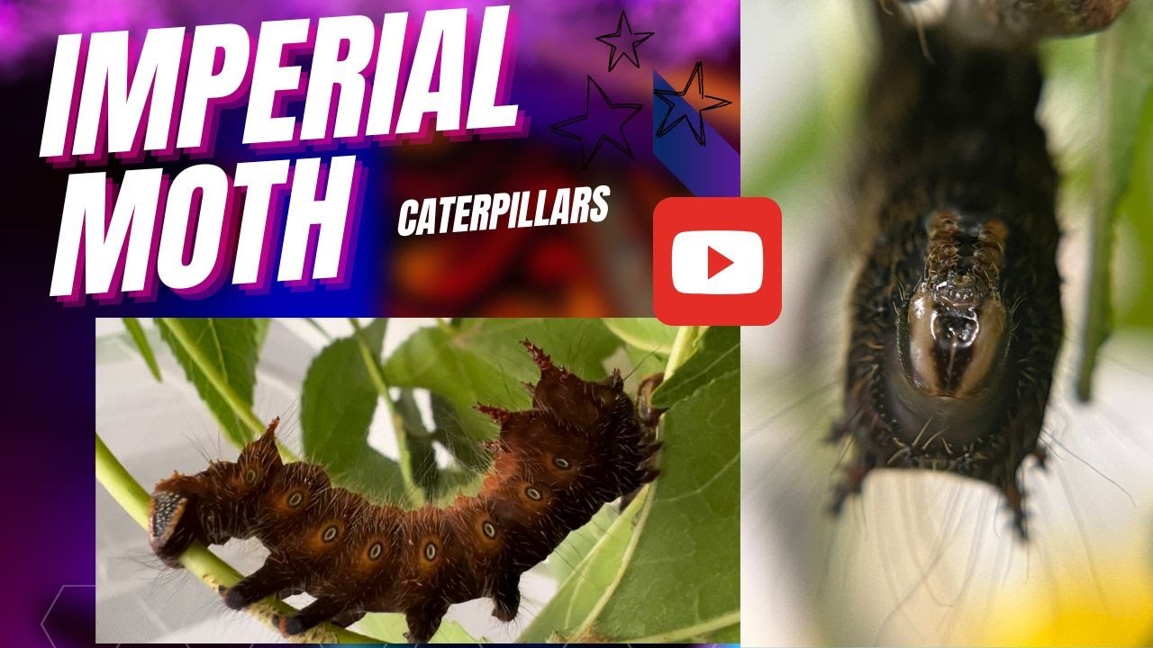 Imperial moth caterpillars