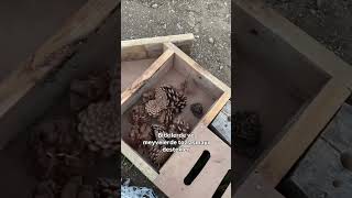 Böcek Otelievi Yapıyoruz