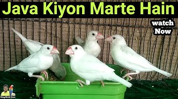 Java sparrow death reason | Java bird care tips | Java sparrow information | Java bird breeding tips