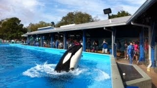 Shamu Up Close SeaWorld Orlando
