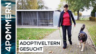 Frau Grünberg &amp; das Greifswalder Tierheim – niedliche Kätzchen &amp; freche Hunde | Greifswald TV