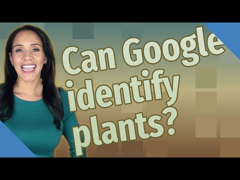 Can Google identify plants?