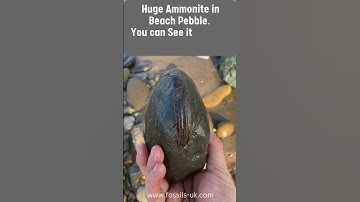 Fossil Hunter Finds Large Ammonite in Pebble #fossil #fossils #jurassic #fossilhunting #science