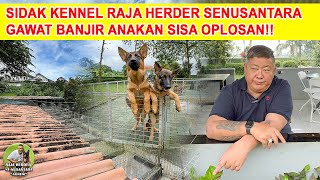 GAWAT! BANJIR ANAKAN SISA OPLOSAN DI KENNEL RAJA HERDER SENUSANTARA