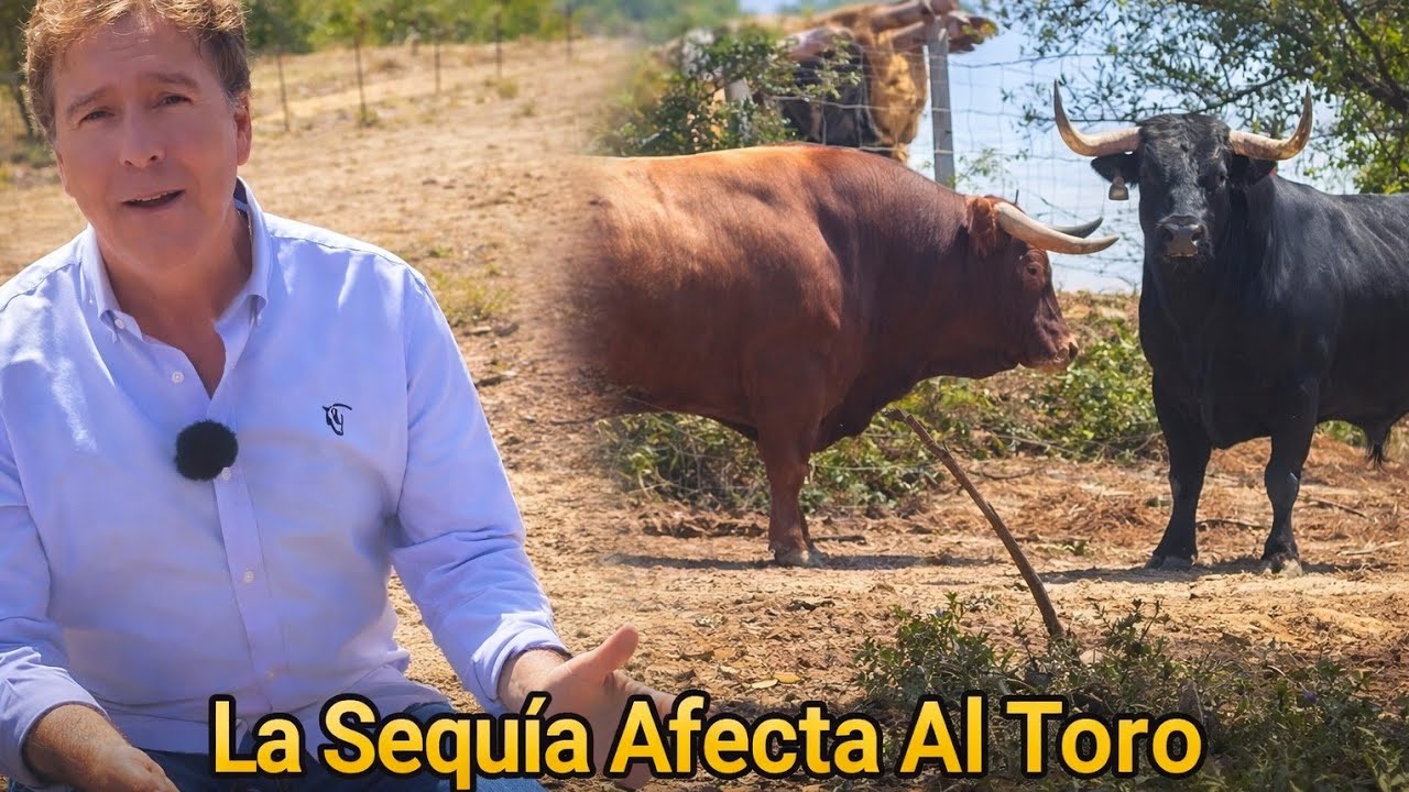 Toros En Busca de Agua, Ganaderia Ramos Valle