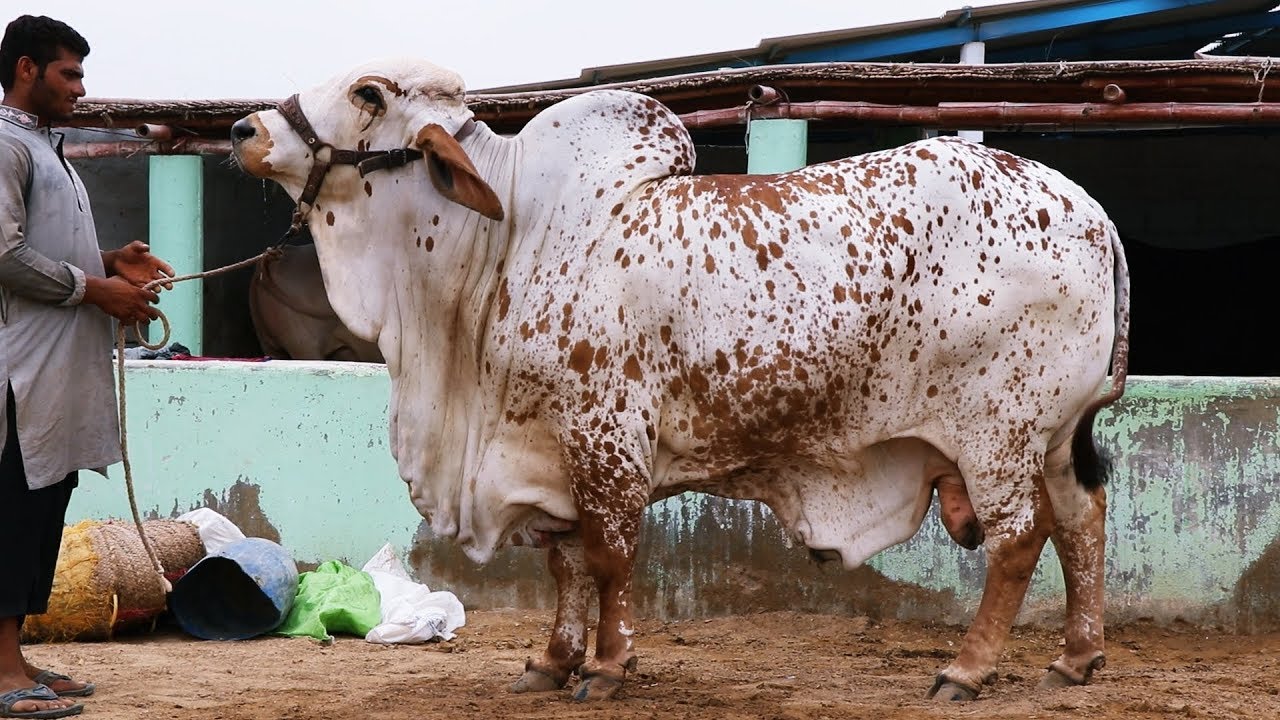 CHOLISTANI BULL - KARACHI - SOHRAB GOTH GAI MANDI karachi continente