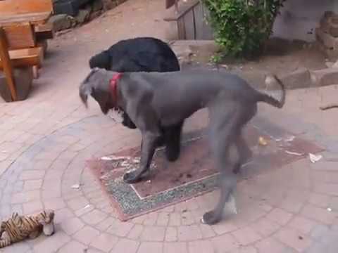 great dane and newfoundland