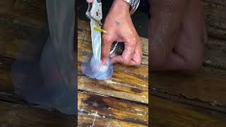 “Dangerous Pufferfish 😱 | Inflating Fish Amazing Defense #Shorts”