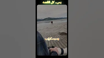 الدب الغاضب يهاجم المصورين 