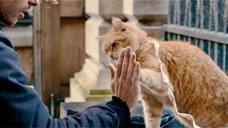 This Cat Touched The Homeless Man’s Hand And Turned Him Into The Most Famous Person Ever