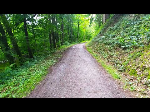 Forest walk in Morsbach | Sounds of water, birds and forest | Comment in the subtitle