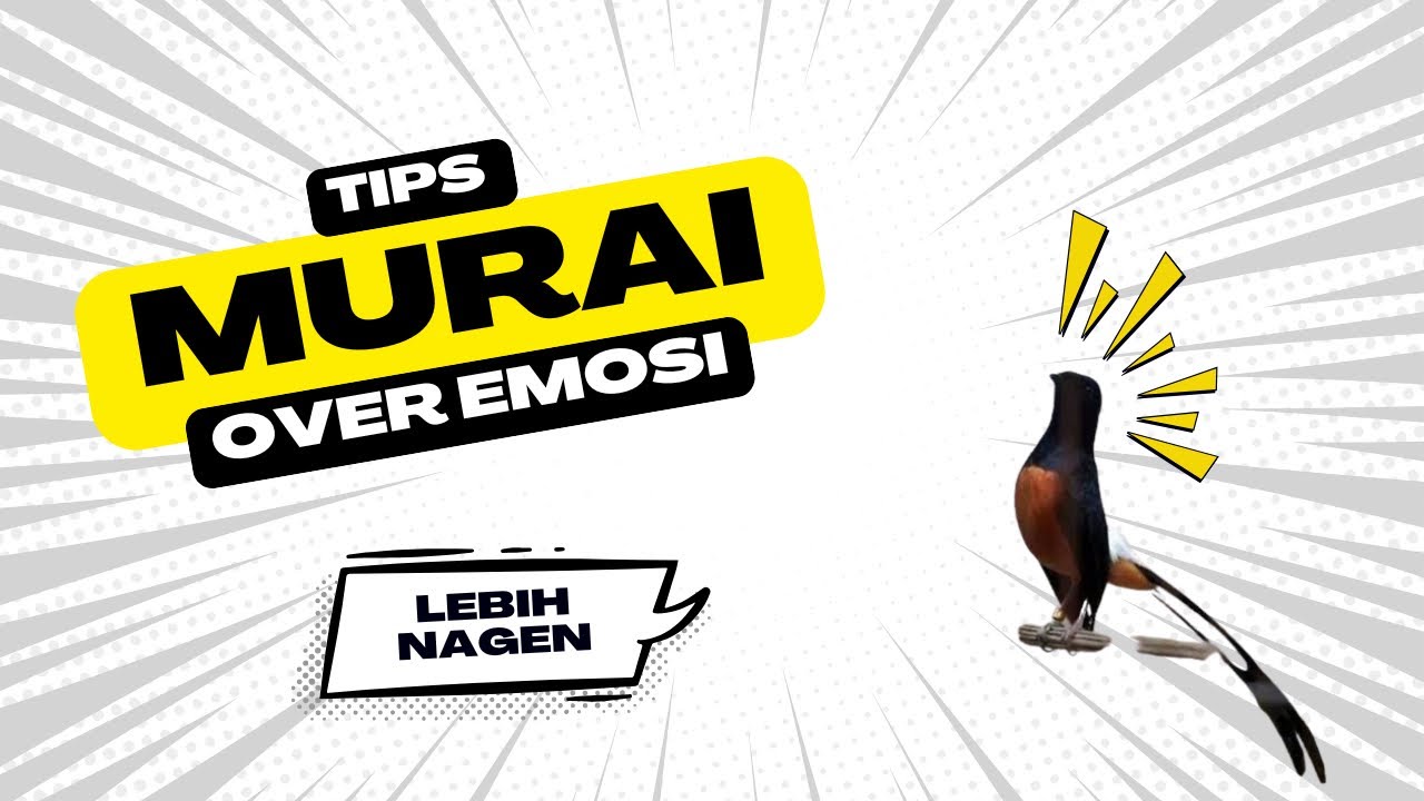 Tips Agar Burung Murai Batu Over Emosi Lebih Nagen/Anteng ‼️