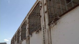 Greyhounds exposed to cocaine