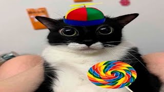 funniest animal memes to watch on april fools
