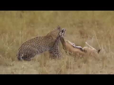 Monkey Save Mouse From Banded Krait Big Snake Hunt! An amazing Python vs Big Cat!!