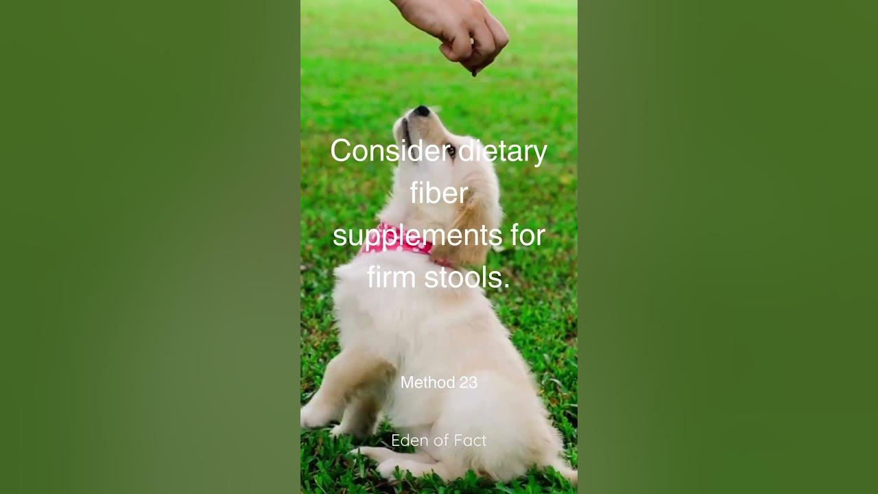 33 Ways To Treat A Dog With Diarrhea Expert Tips For Canine Health 33-ways-to-treat-a-dog-with-diarrhea-expert-tips-for-canine-health