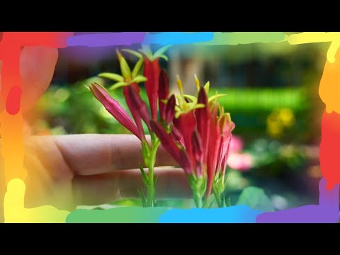 Video: Spigela Indian Pink - Scopri come coltivare piante rosa indiane
