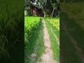 green village #shorts