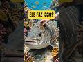 Mitos e Verdades sobre o famoso peixe limpador.