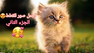 أجمل صور للقطط  + انتقلات رآئعه  #الجزء_الثاني