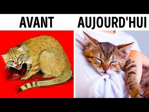 Comment les chats nous ont domestiqués (deux fois !) Comment les chats nous ont domestiqués (deux fois !)