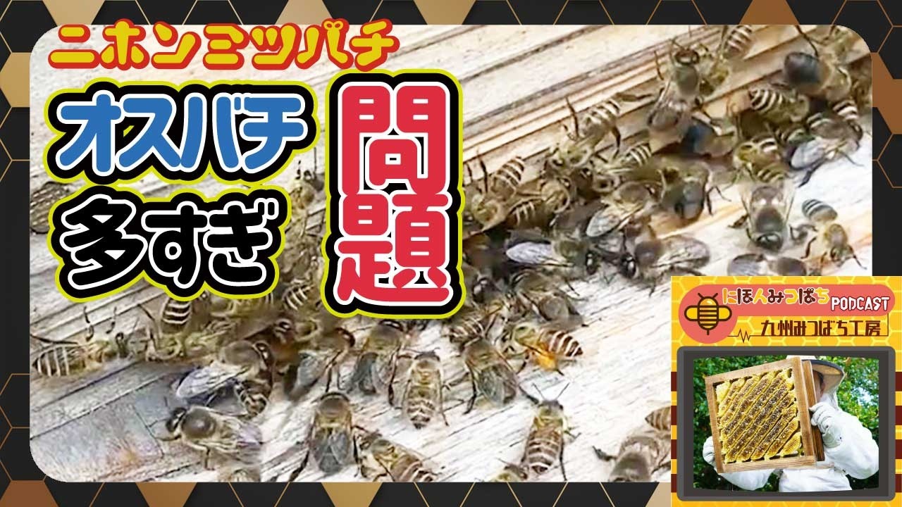 【女王不在のサイン、見逃してませんか?】日本みつばちの養蜂 How to Beekeeping