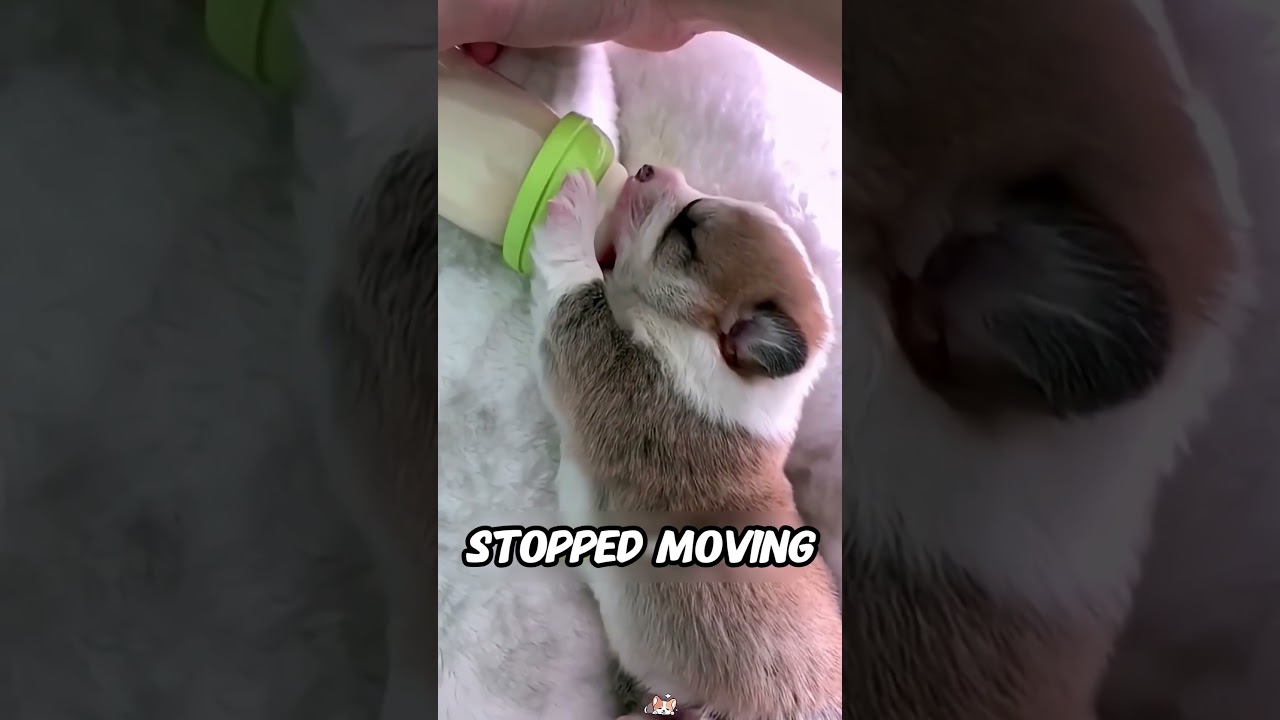 This 2-day-old puppy almost didn’t make it…